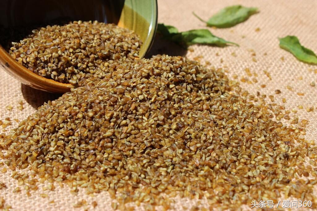 被誉为五谷之首的杂粮是什么,五谷之王改善脾胃