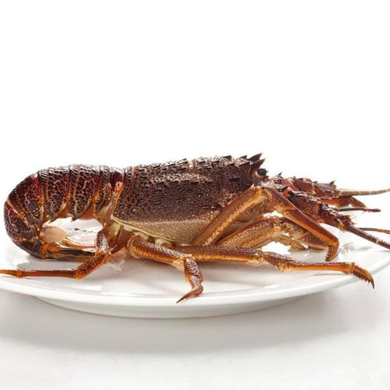 吃美味的澳洲大龙虾,澳洲大龙虾怎样烹调最简单好吃