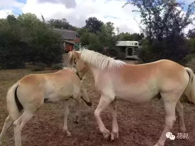 当90后都在为生活奔波还房贷，她却选择去法国农场铲马粪