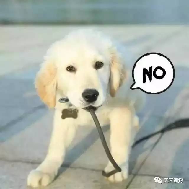 马犬消化不良怎么办,养狗得病的案例