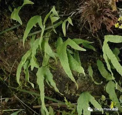 狼尾蕨造景方法,狼尾蕨的森林造景