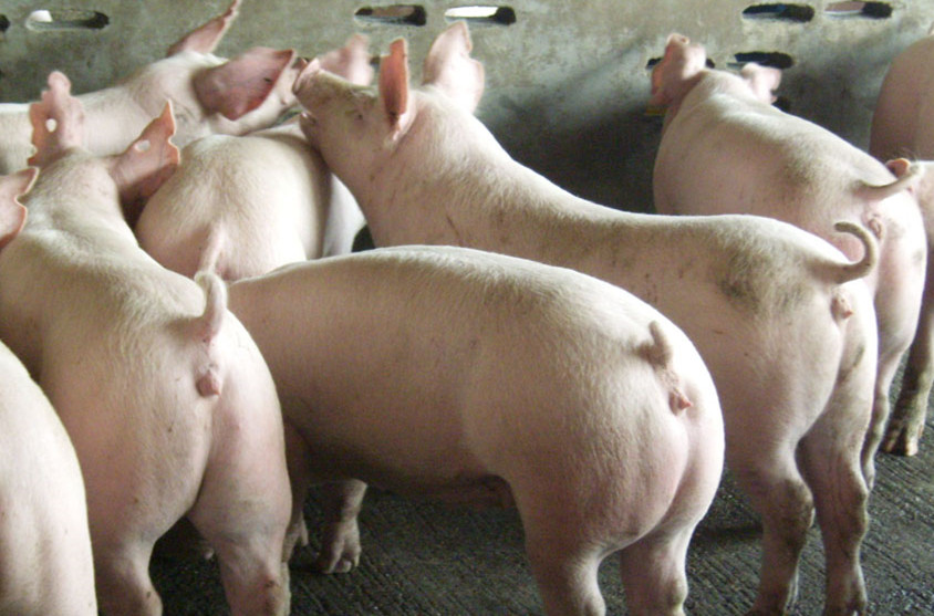 仔猪生下来就死什么病,仔猪全身发紫死亡死前疼痛