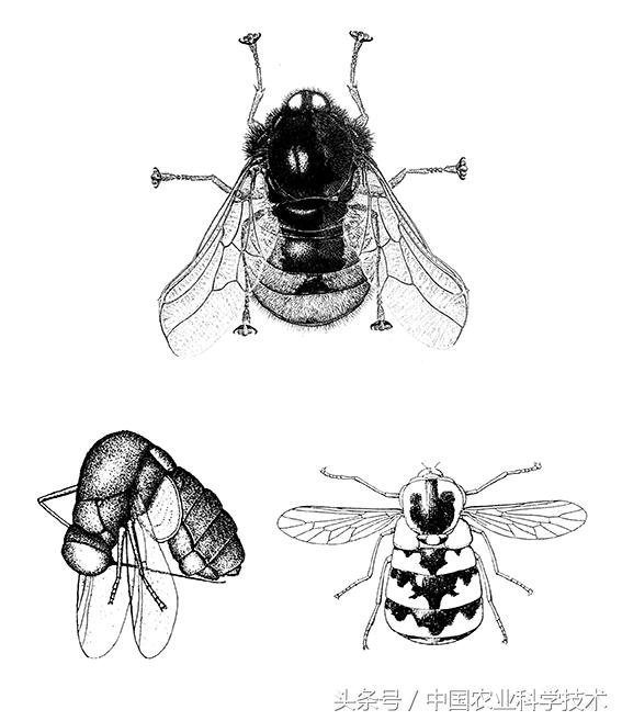 《中国剑虻（méng）科、窗虻科和小头虻科志》问世！