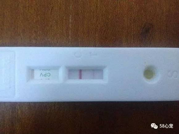 新手养狗把狗养死了好吗,第一次养狗把狗狗养死了