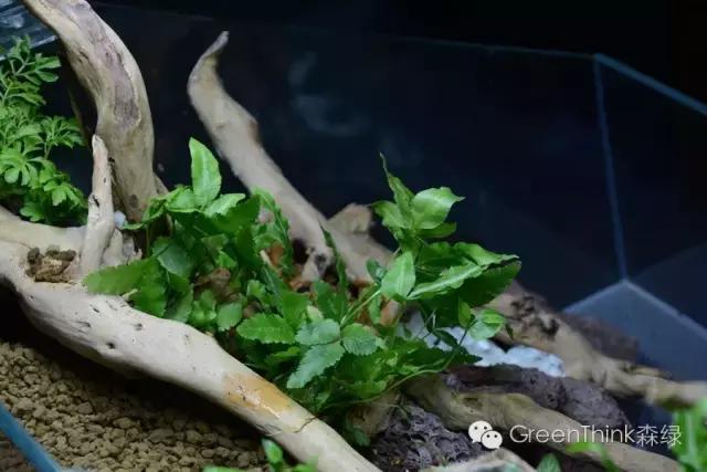 狼尾蕨造景方法,狼尾蕨的森林造景