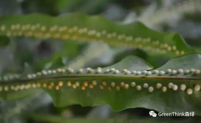 狼尾蕨造景方法,狼尾蕨的森林造景