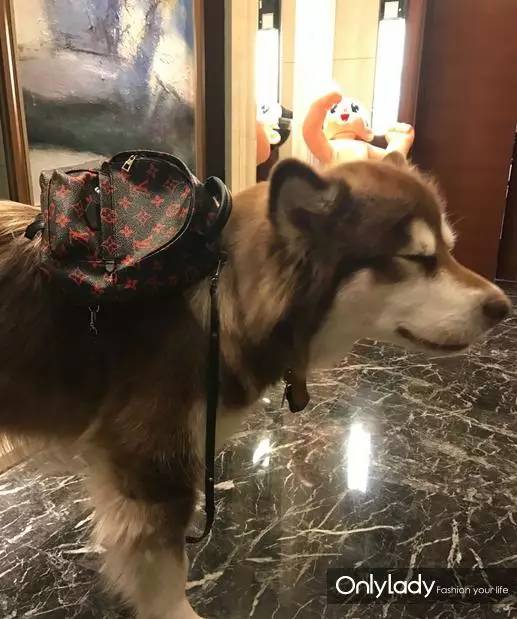 私人飞机？名牌包包？明星合影？这些宠物竟然这么大牌！