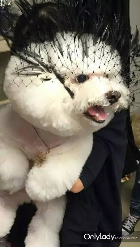 私人飞机？名牌包包？明星合影？这些宠物竟然这么大牌！