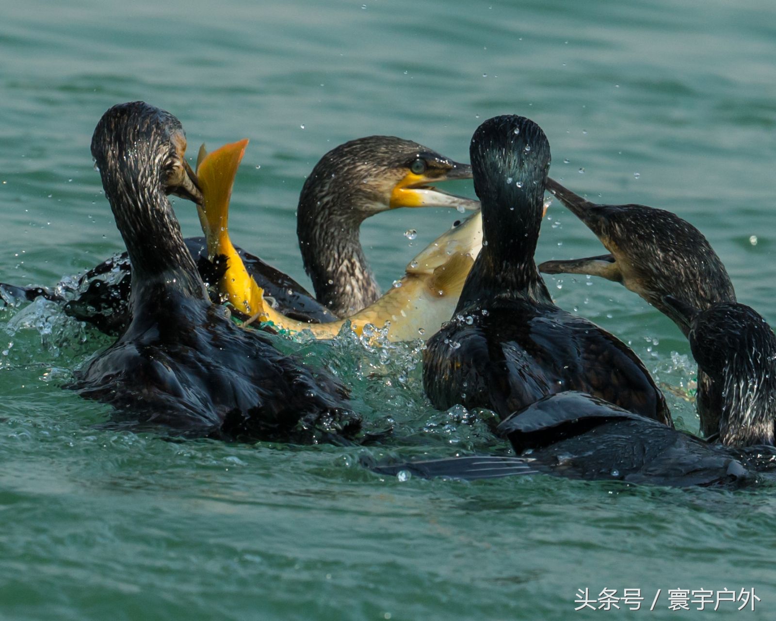 靠着千年传承的鸬鹚捕鱼，他们登上了央视的大屏幕！（附视频）