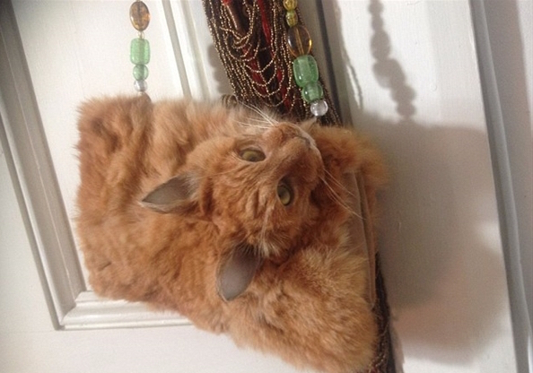 国外公然叫卖由真猫做成的包，价格高达1万竟然还被抢断货