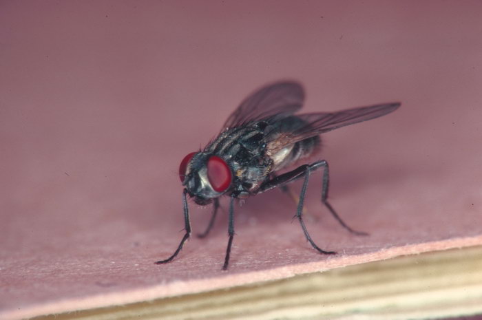 苍蝇能有什么用,苍蝇能够干什么用
