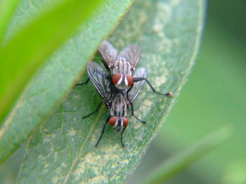 苍蝇能有什么用,苍蝇能够干什么用