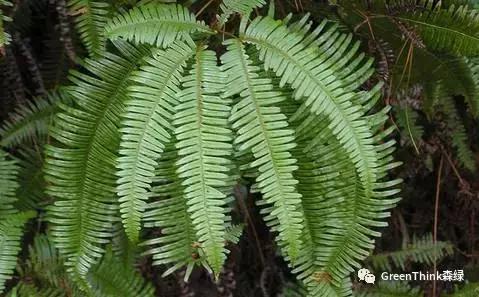 狼尾蕨造景方法,狼尾蕨的森林造景