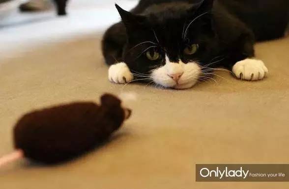 私人飞机？名牌包包？明星合影？这些宠物竟然这么大牌！