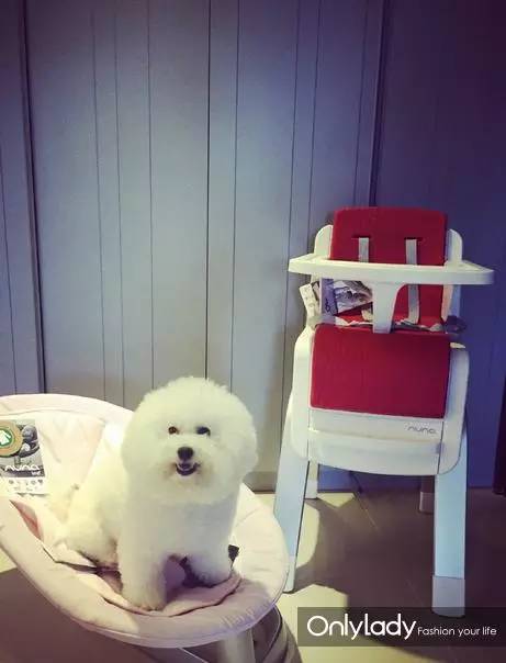 私人飞机？名牌包包？明星合影？这些宠物竟然这么大牌！