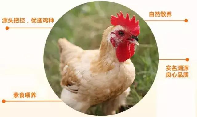 汪小菲代言的鸡精,汪小菲创办新公司