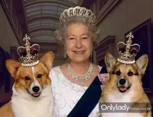 私人飞机？名牌包包？明星合影？这些宠物竟然这么大牌！