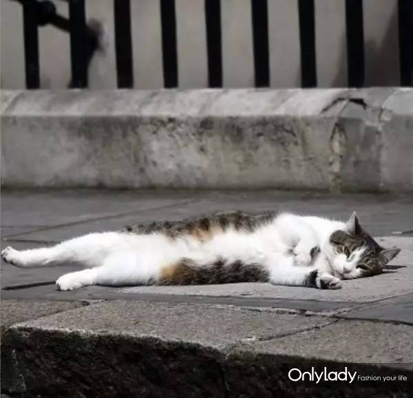 私人飞机？名牌包包？明星合影？这些宠物竟然这么大牌！