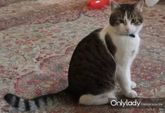 私人飞机？名牌包包？明星合影？这些宠物竟然这么大牌！