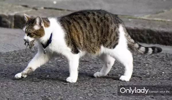 私人飞机？名牌包包？明星合影？这些宠物竟然这么大牌！