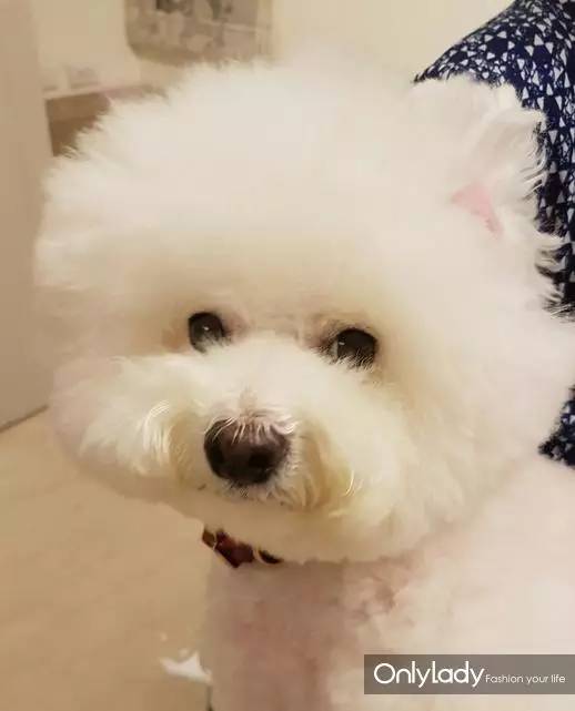 私人飞机？名牌包包？明星合影？这些宠物竟然这么大牌！