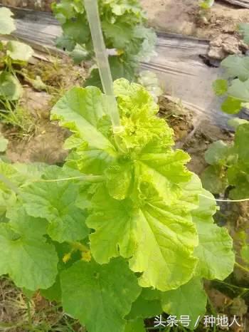 植物激素药害怎么解除,调节剂药害的症状及解决方法