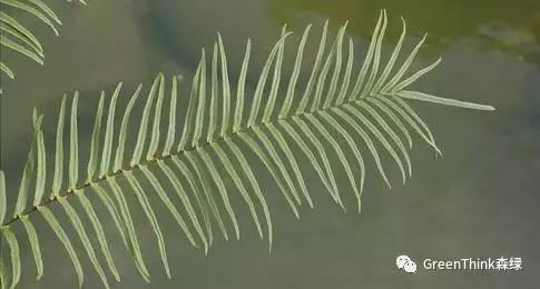 狼尾蕨造景方法,狼尾蕨的森林造景