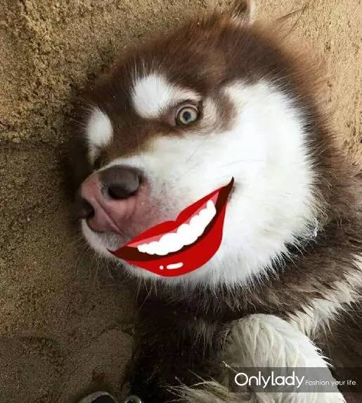 私人飞机？名牌包包？明星合影？这些宠物竟然这么大牌！