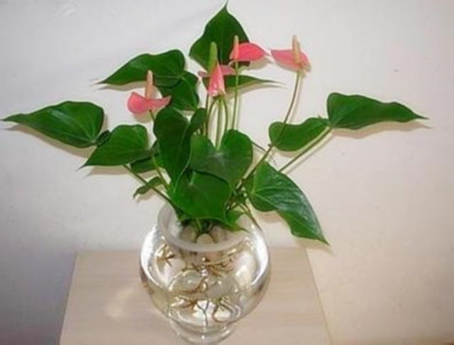 水培粉掌怎么养得最好,新买的水培粉掌怎么养