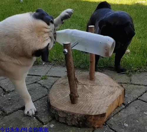 巴哥犬自己做狗粮,自制宠物喂狗神器