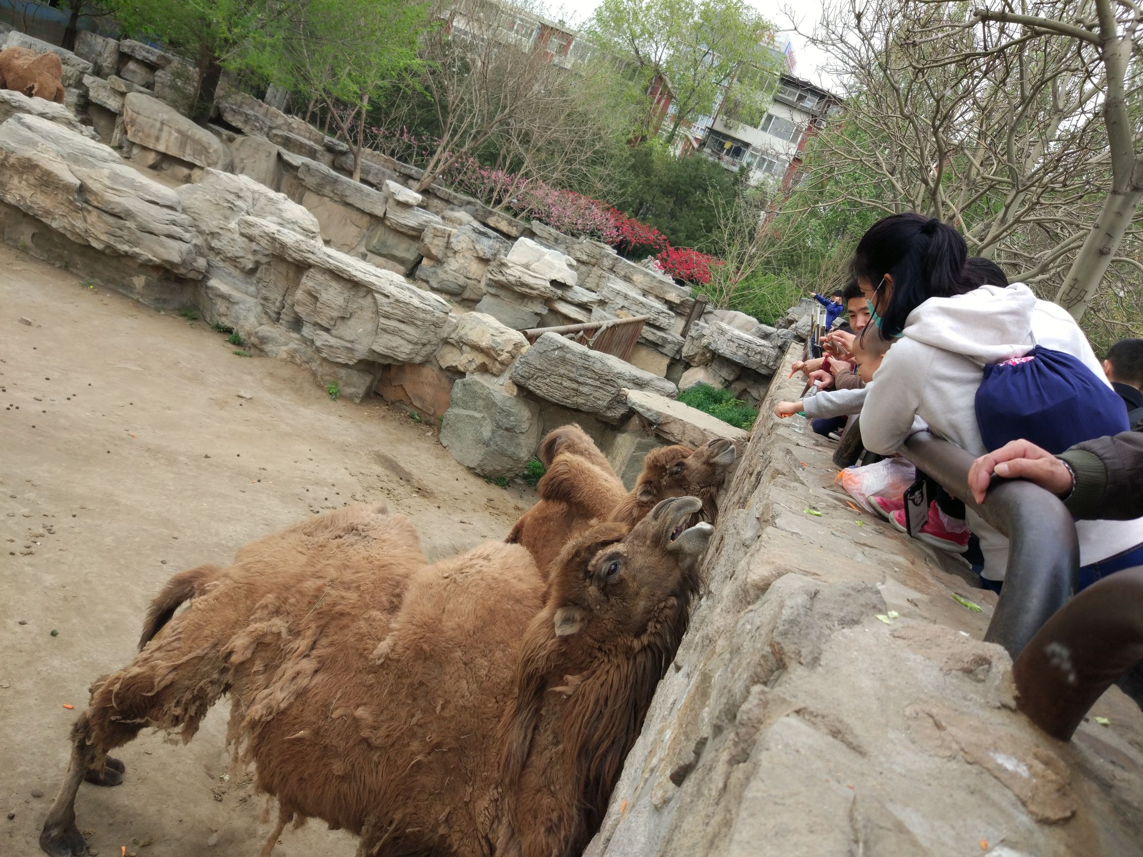 北京内能够带孩子去的小型动物园,二月份带娃去了北京动物园
