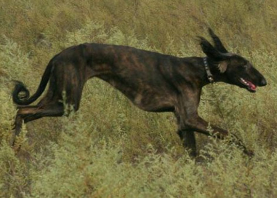 中国最凶猛的犬种和哮天犬,中国土狗才是世界上最可爱的犬