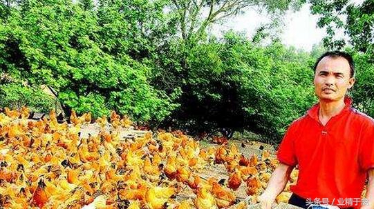 土鸡最难养活的是几个月,土鸡养殖风险