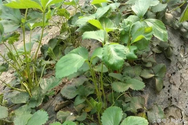 植物激素药害怎么解除,调节剂药害的症状及解决方法