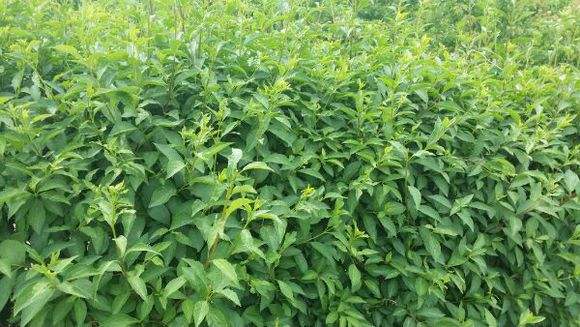 干枸杞芽菜多少钱一斤,枸杞芽菜前景如何