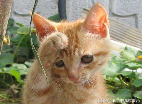 老北京人最爱的宠物,老北京人喜欢什么宠物