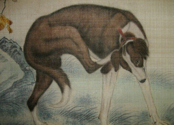 中国最凶猛的犬种和哮天犬,中国土狗才是世界上最可爱的犬