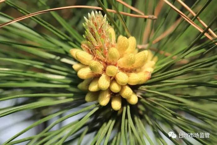 “天下第一粉”“包治百病”“返老还童”，真有这么神吗？