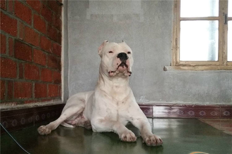 比特杜高犬抓野猪图片,杜高犬狩猎大型野兽