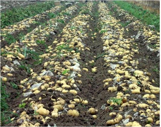 宁波本地土豆怎么种才高产,种土豆高产方法视频