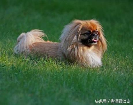 八旗子弟都玩什么东西,八旗子弟玩什么文玩