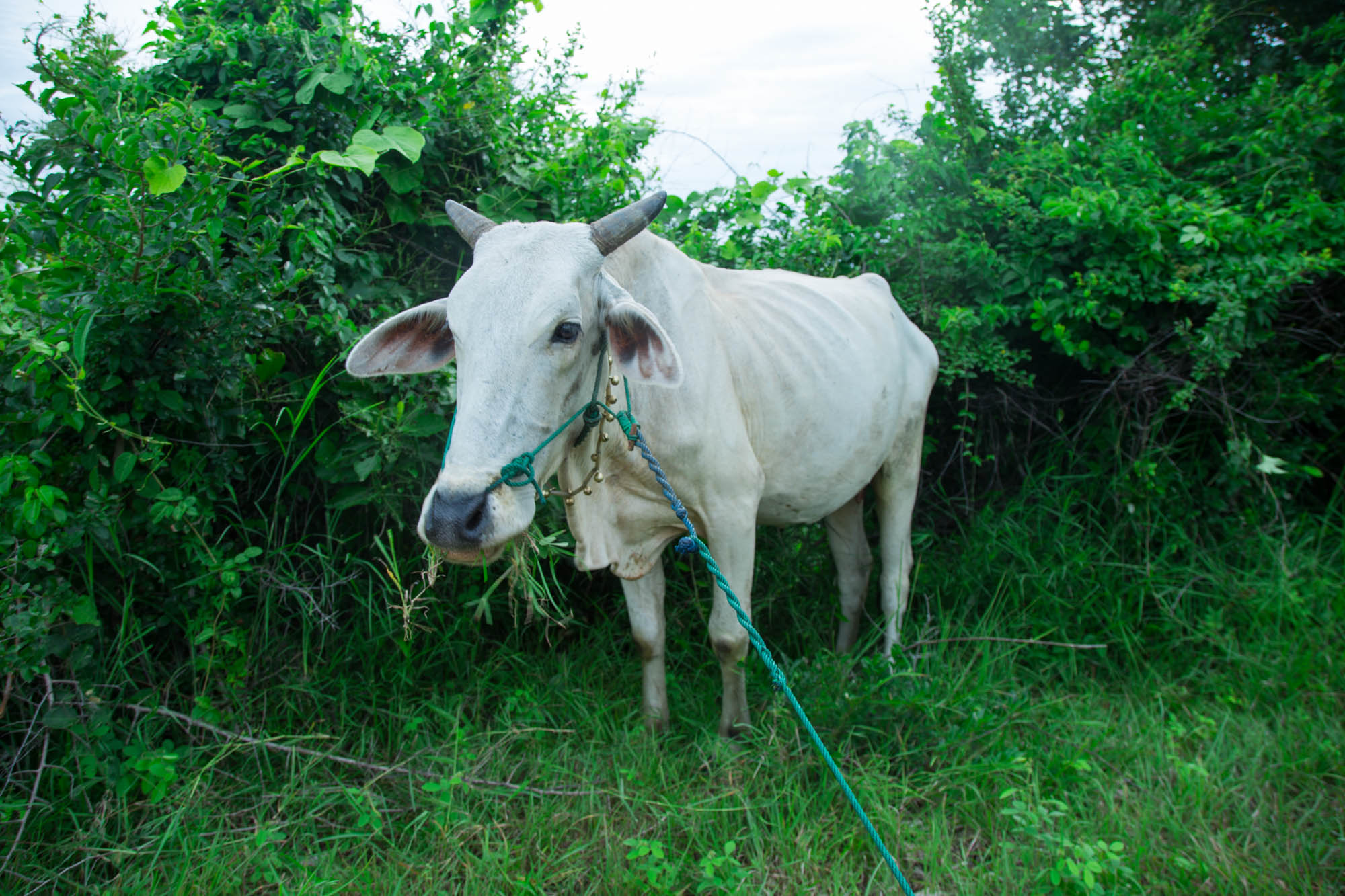 柬埔寨马德望竹制小火车,柬埔寨马德望生活