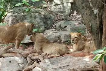 番禺长隆野生动物园2天1晚攻略,番禺长隆野生动物园旅游路线