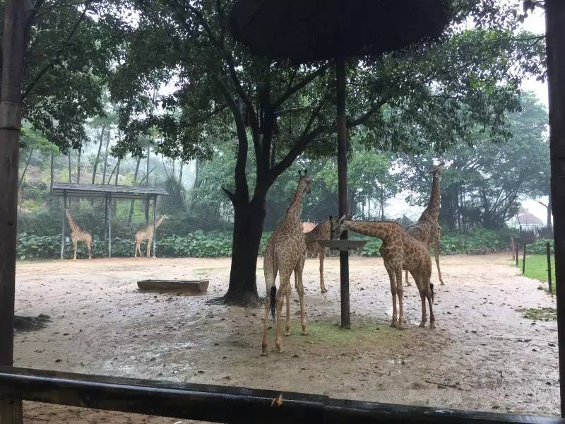 番禺长隆野生动物园2天1晚攻略,番禺长隆野生动物园旅游路线