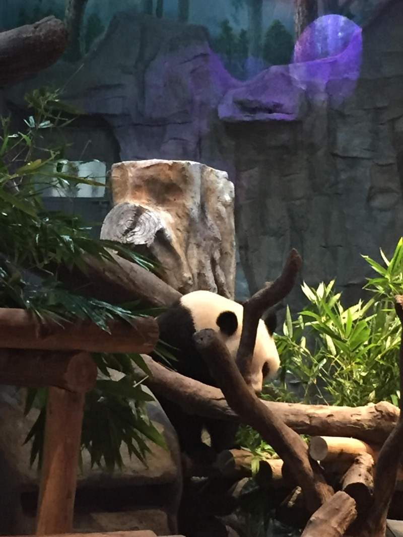 番禺长隆野生动物园2天1晚攻略,番禺长隆野生动物园旅游路线