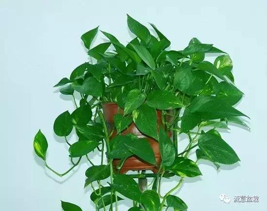 绿萝怎么水培养能快速爆盆,绿萝怎么水培才能爆盆和爬满墙
