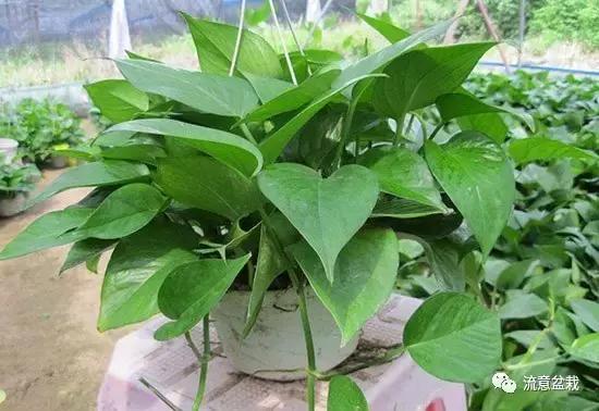 绿萝怎么水培养能快速爆盆,绿萝怎么水培才能爆盆和爬满墙