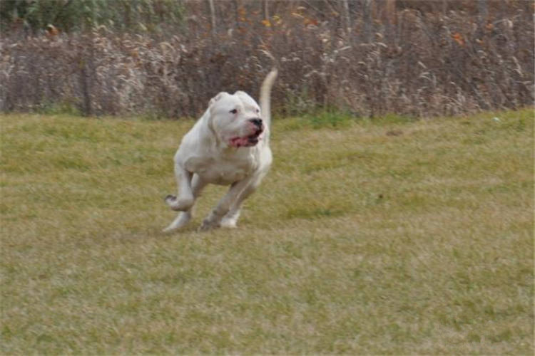 比特杜高犬抓野猪图片,杜高犬狩猎大型野兽