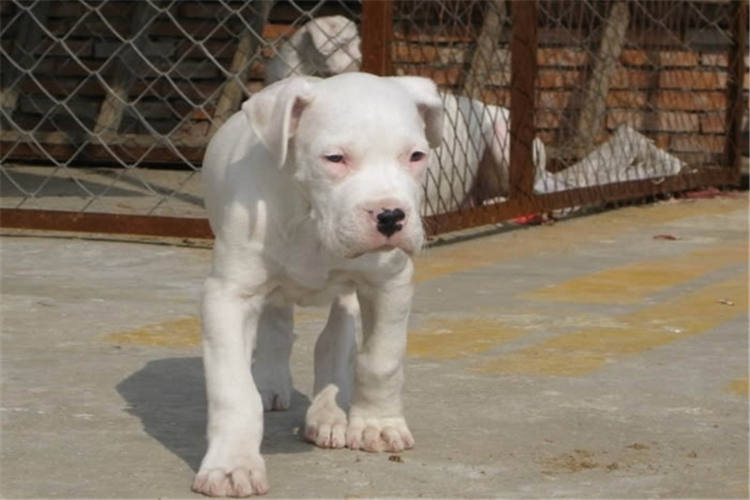 比特杜高犬抓野猪图片,杜高犬狩猎大型野兽