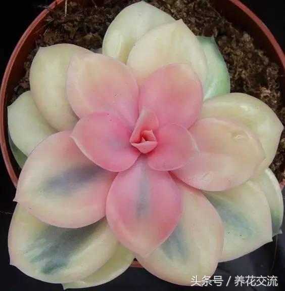 网购被骗种出的离谱花卉,多肉植物从花市买回怎么办